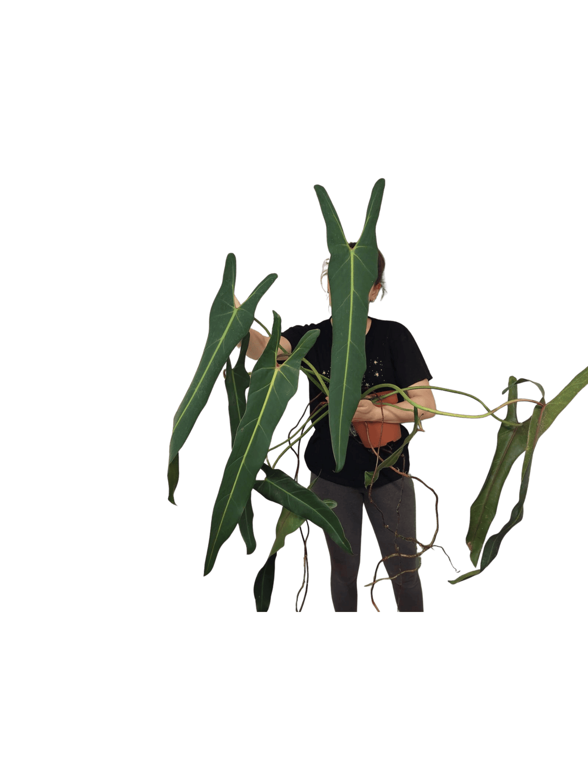 Philodendron Spiritus Sancti Adult