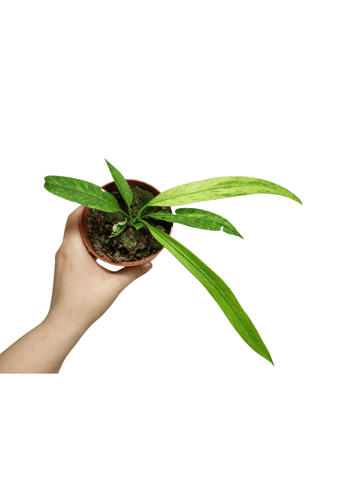 Anthurium Vittarifolium Variegata