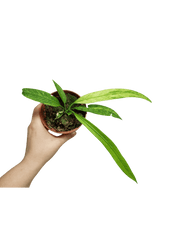 Anthurium Vittarifolium Variegata