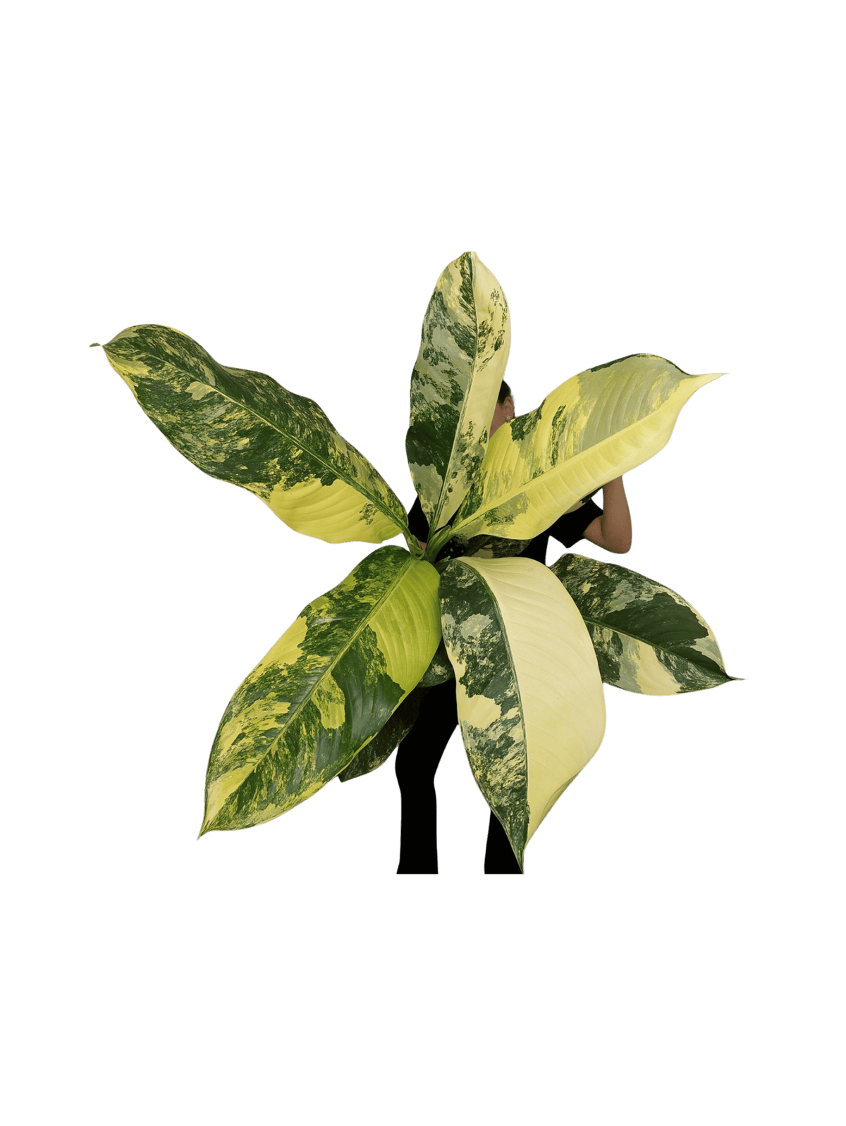 Dieffenbachia Big Ben Aurea