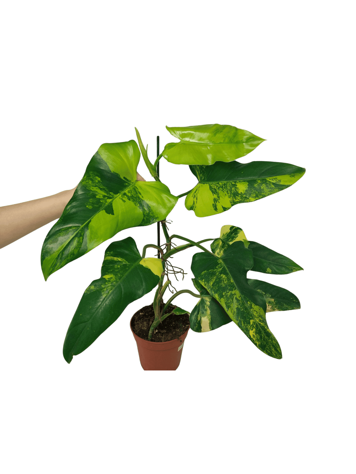 Philodendron Domesticum Variegata