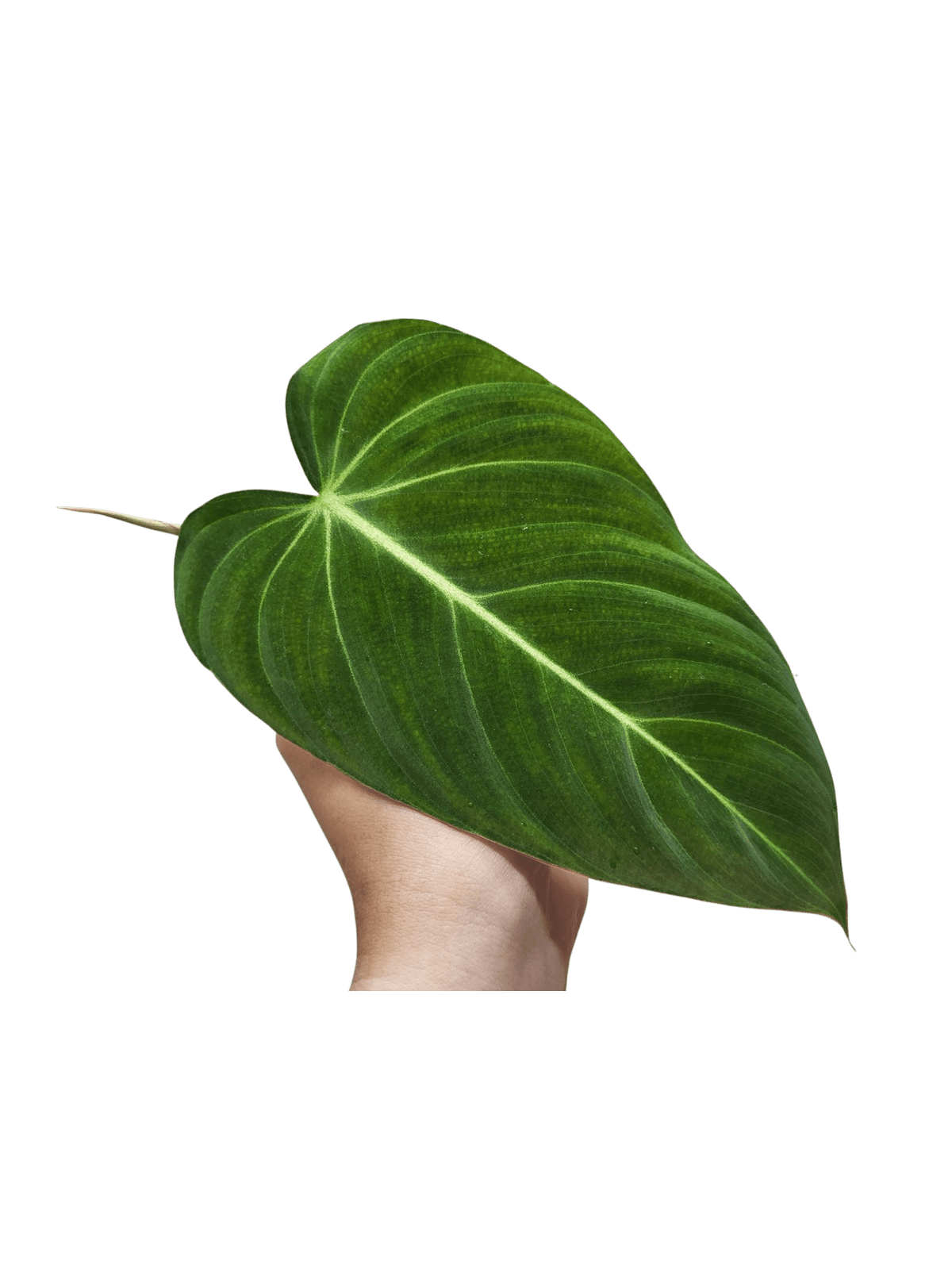 Philodendron Glorious Steckling