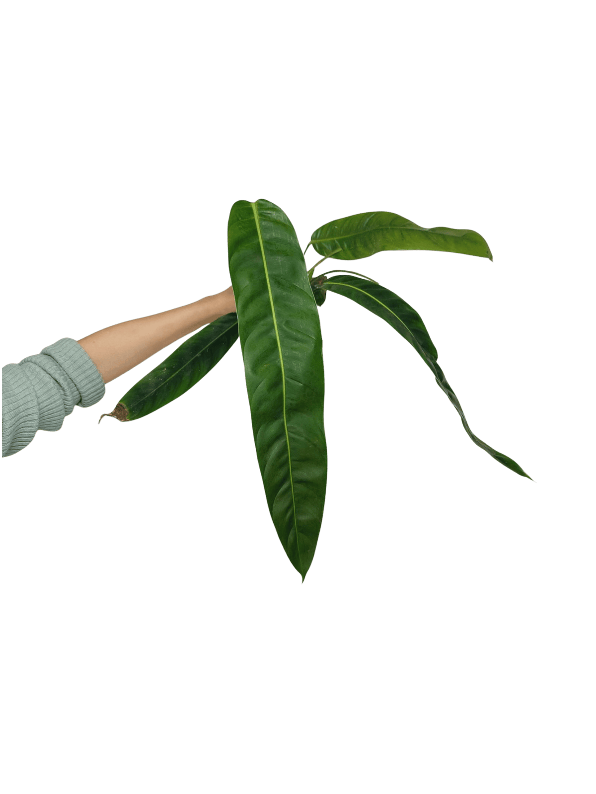 Philodendron Patriciae