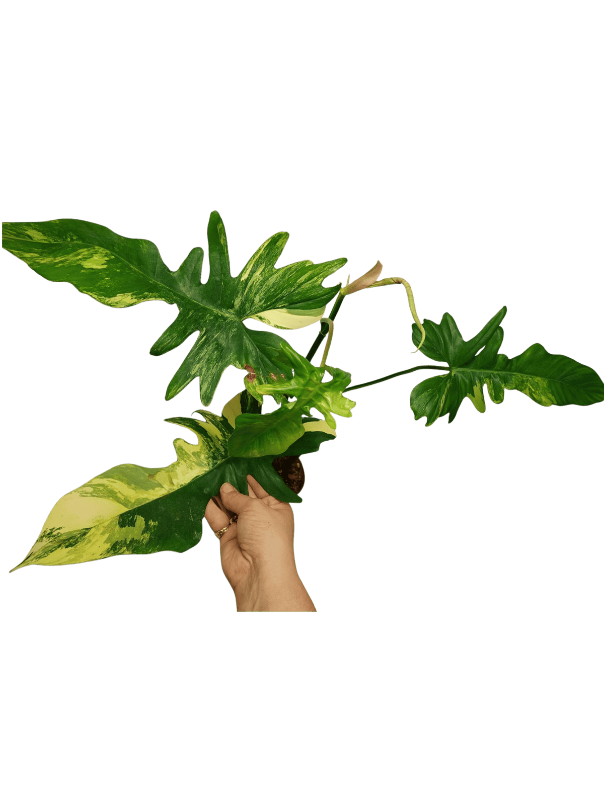 Philodendron Bipennifolium x Florida Beauty Variegata