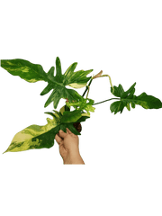 Philodendron Bipennifolium x Florida Beauty Variegata