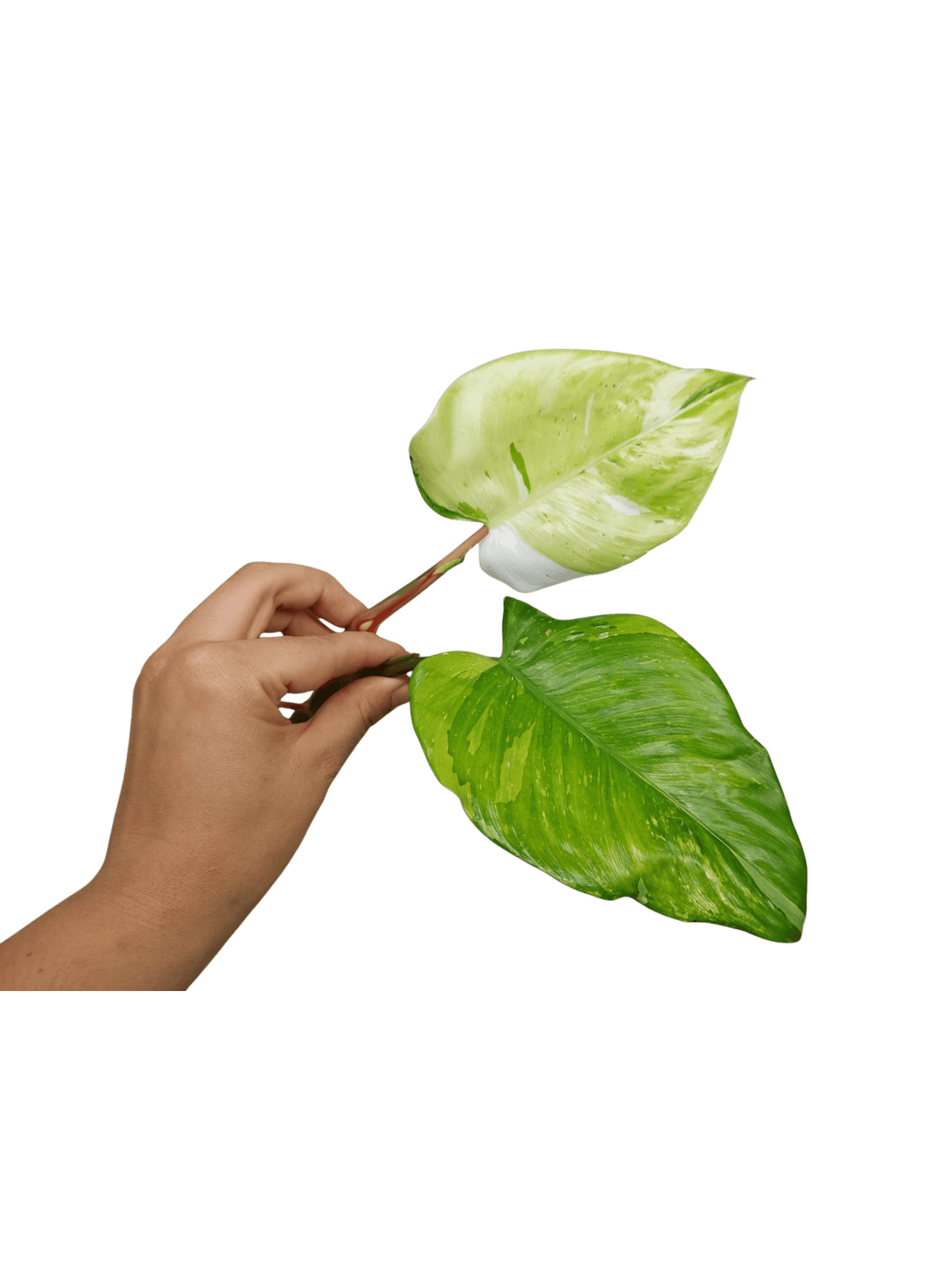 Philodendron White Princess Aurea Tricolor Steckling