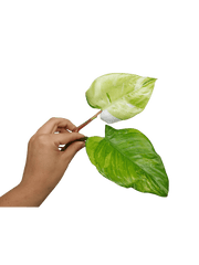 Philodendron White Princess Aurea Tricolor Steckling