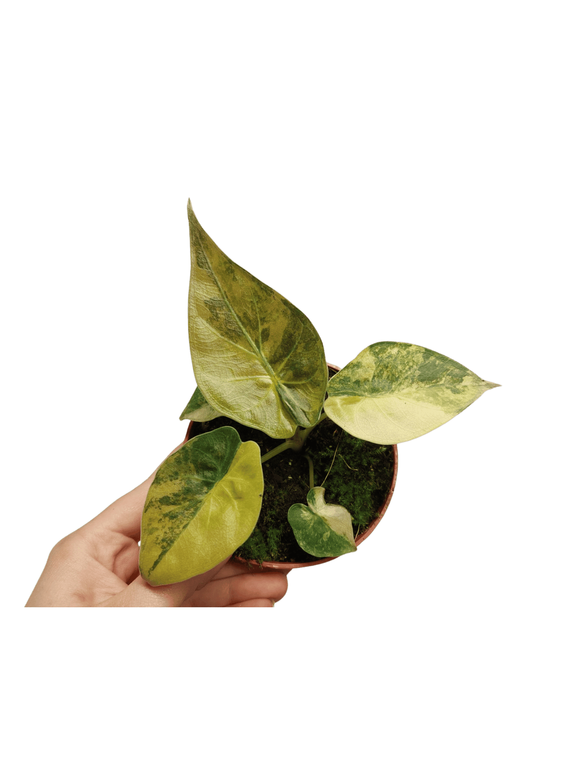 Alocasia Wentii Aurea Sunset