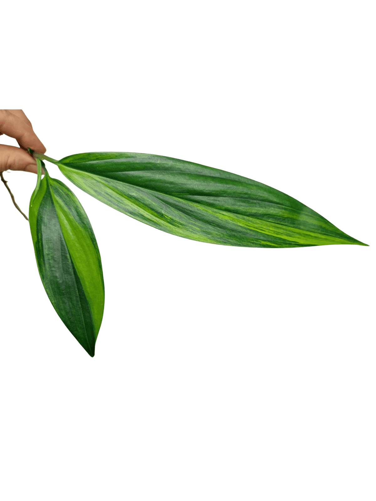 Epipremnum Amplissimum Aurea Stecklinge