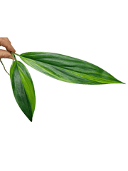 Epipremnum Amplissimum Aurea Stecklinge