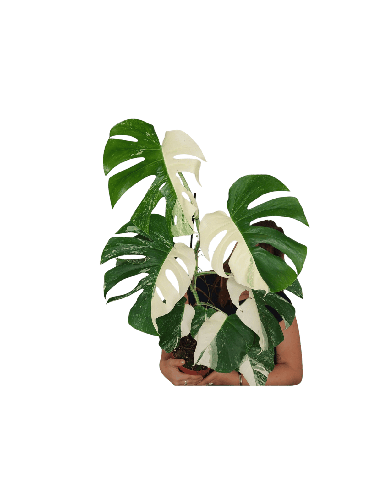 Monstera Variegata Halfmoon (zum aussuchen)