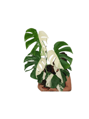 Monstera Variegata Halfmoon (zum aussuchen)