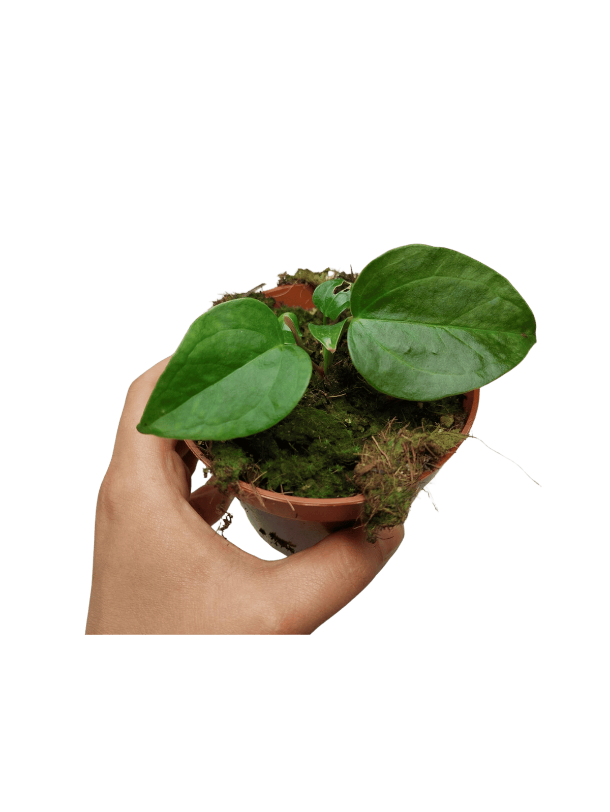Anthurium Queen of Hearts
