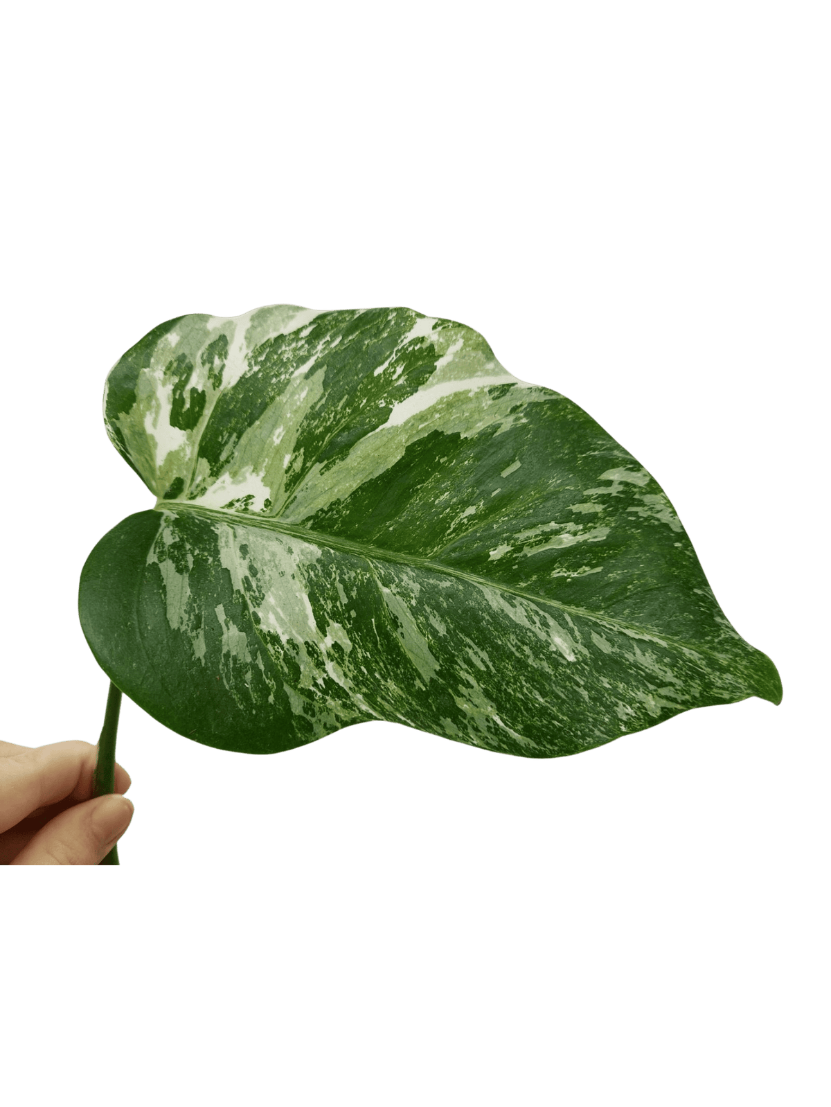 Monstera Variegata Steckling (zum aussuchen)