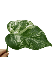 Monstera Variegata Steckling (zum aussuchen)