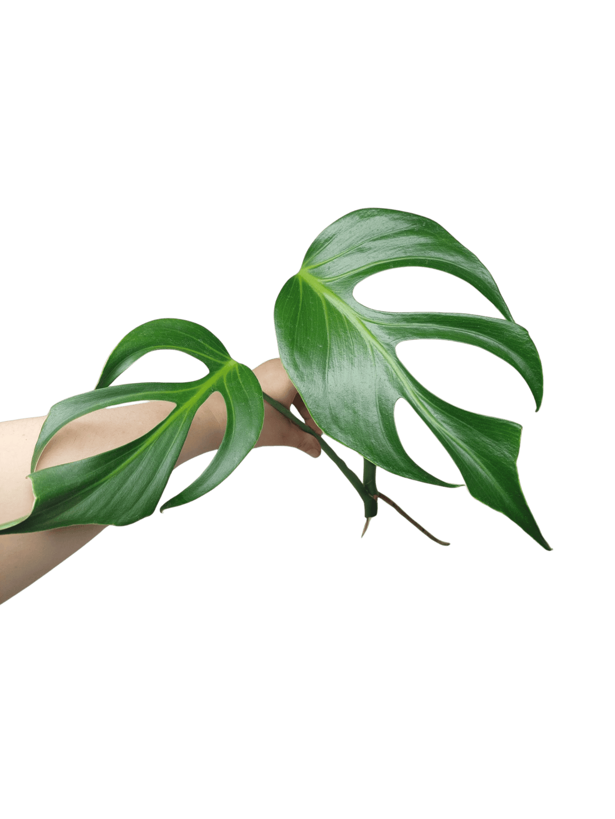 Monstera Burle Marx Flame Steckling Adult