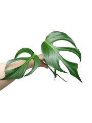 Monstera Burle Marx Flame Steckling Adult