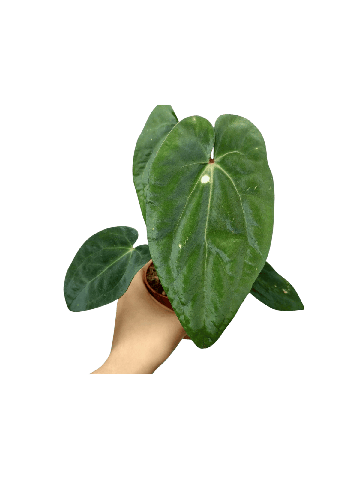 Anthurium Papillilaminum x Dressleri
