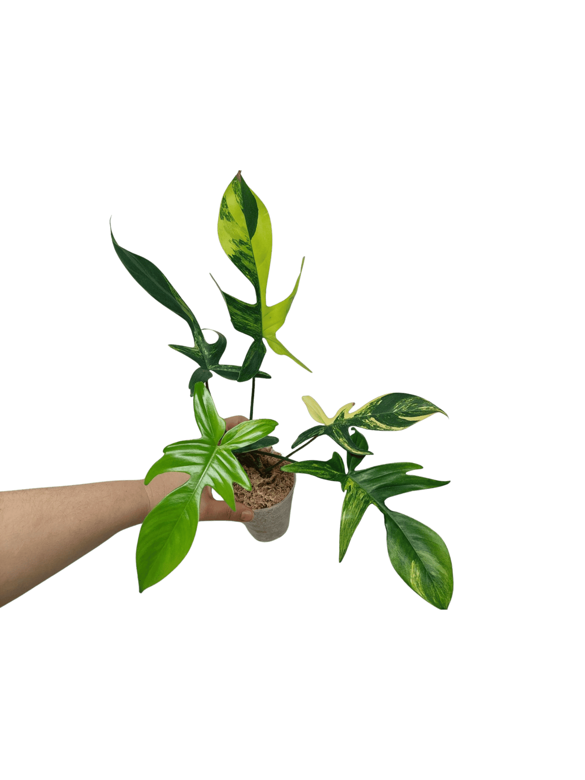 Philodendron Florida Beauty