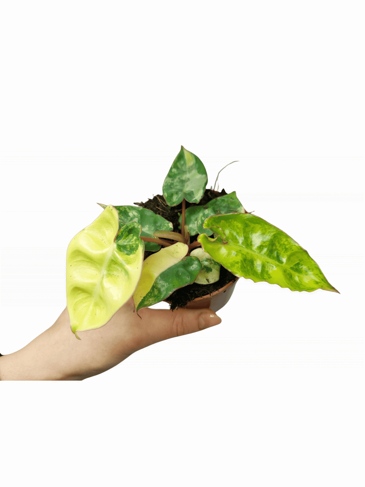 Philodendron Billietiae Variegata