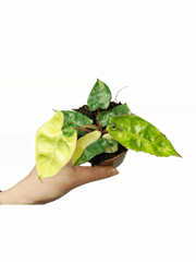 Philodendron Billietiae Variegata