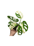 Monstera Adansonii Variegata