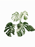 Monstera Variegata (zum aussuchen)