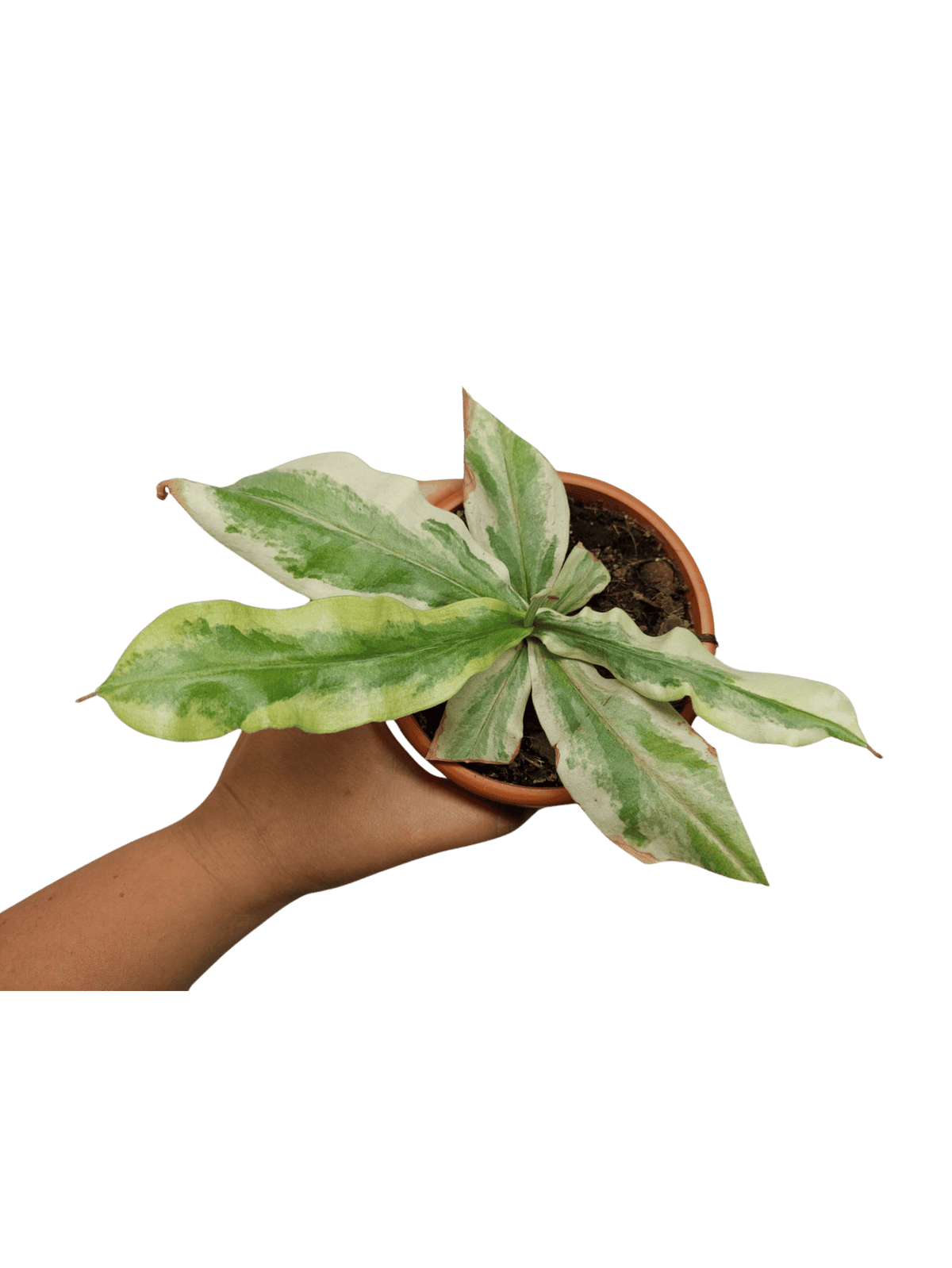 Sad Plants