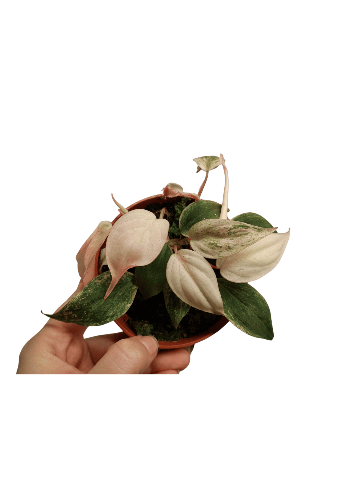 Philodendron Micans Pink