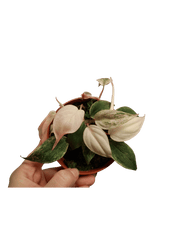 Philodendron Micans Pink