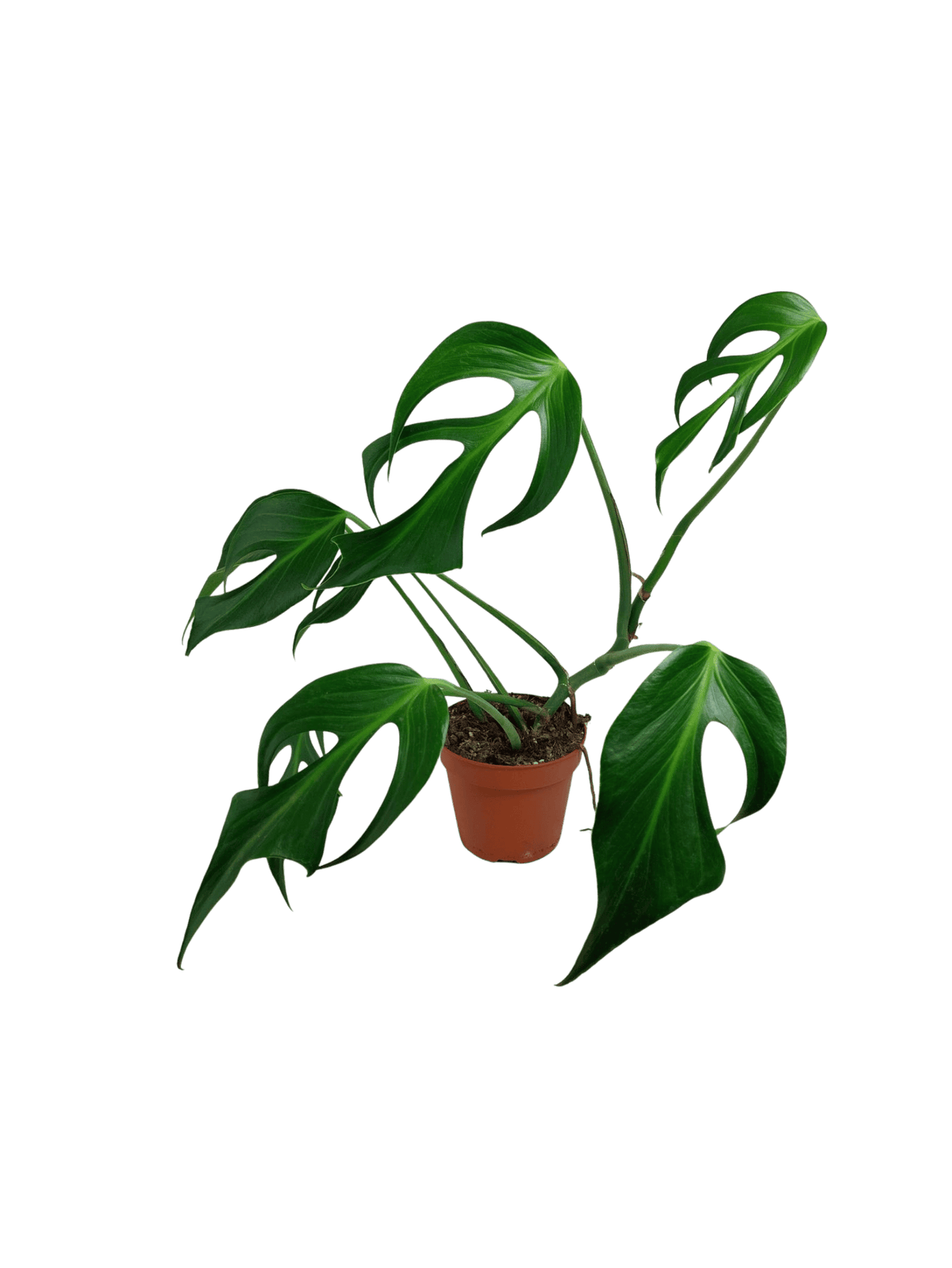 Monstera Burle Marx Flame Adult