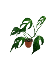 Monstera Burle Marx Flame Adult
