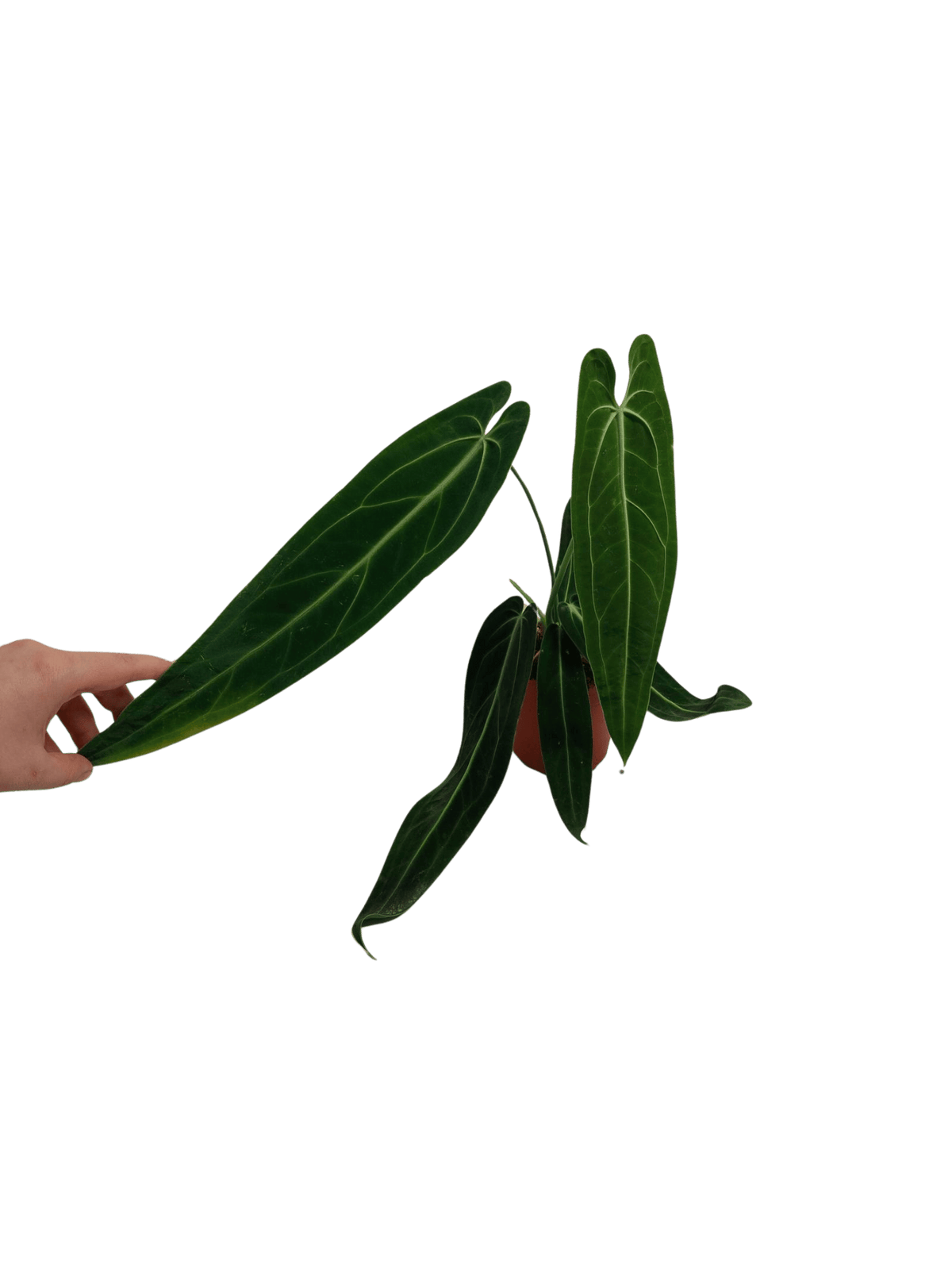 Anthurium Warocqueanum