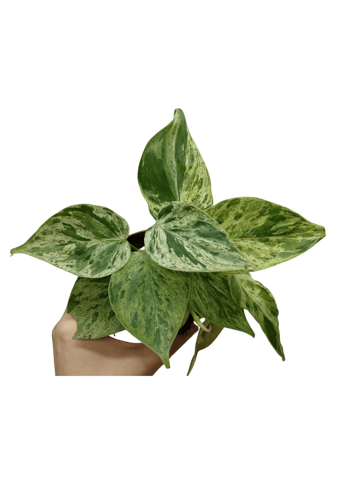 Philodendron Hederaceum Oxycardium Variegata