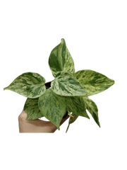 Philodendron Hederaceum Oxycardium Variegata