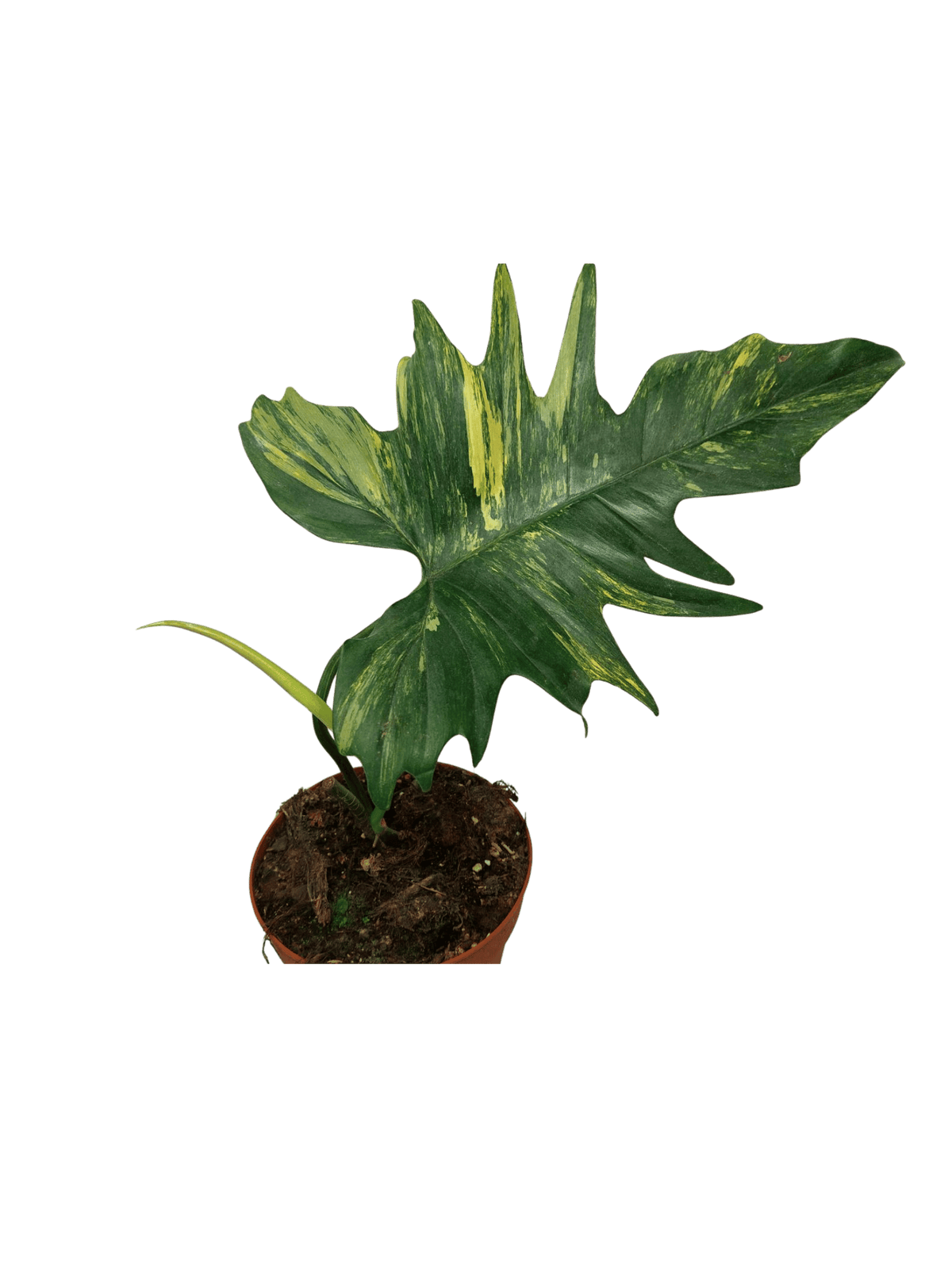 Philodendron Florida Beauty x Mayoi Steckling