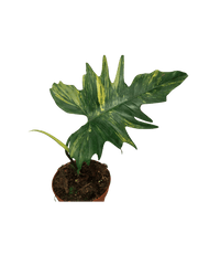 Philodendron Florida Beauty x Mayoi Steckling