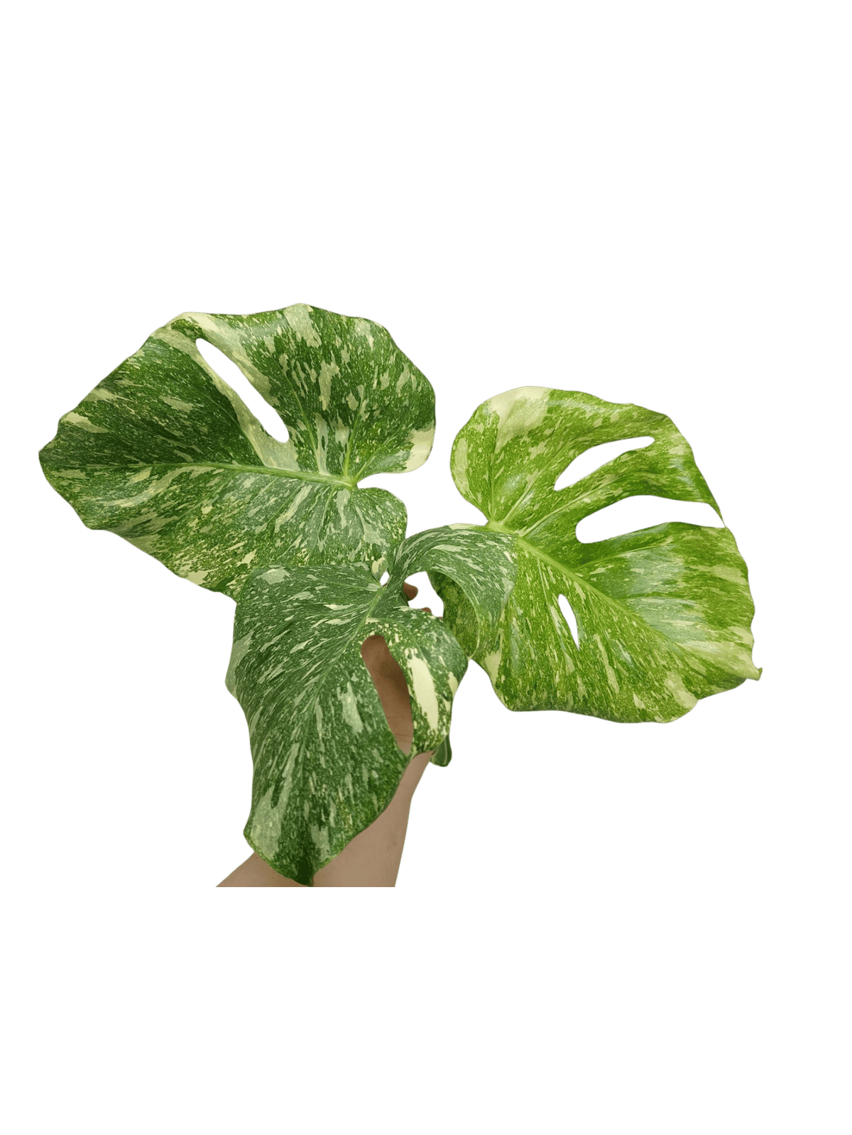 Monstera Thai Constellation Crème Brûlée Steckling