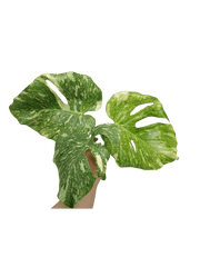 Monstera Thai Constellation Crème Brûlée Steckling