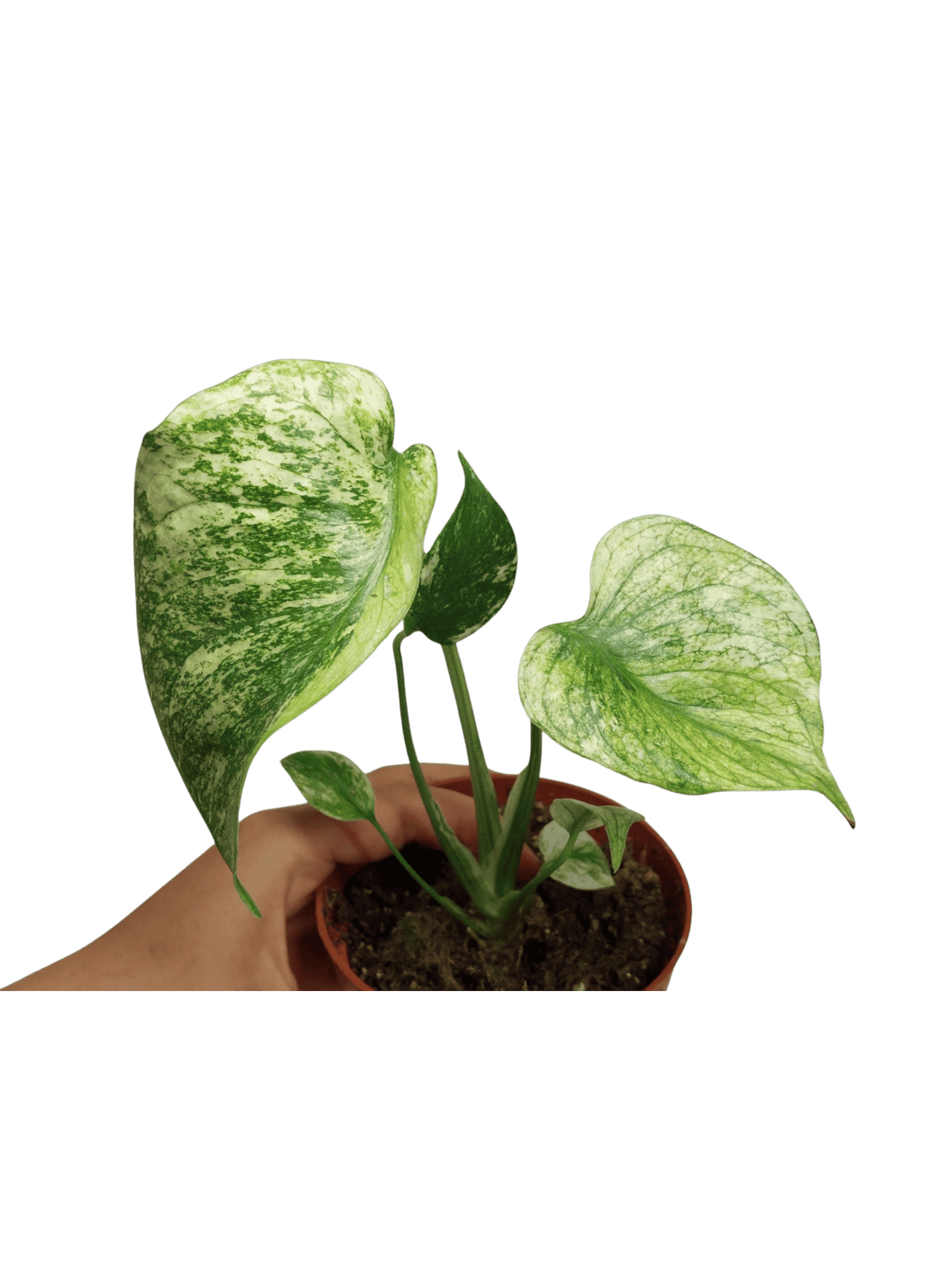 Monstera Mint Tricolor