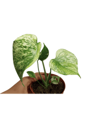 Monstera Mint Tricolor