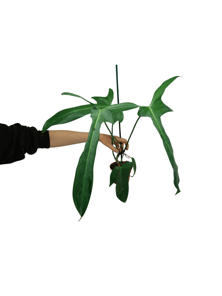 Philodendron Longilobatum Lelano Miyano – whiteleafplants