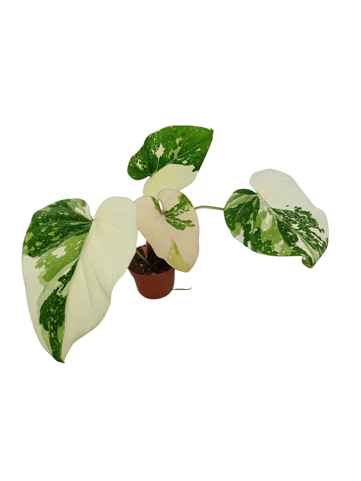 Philodendron Gloriosum Tricolor
