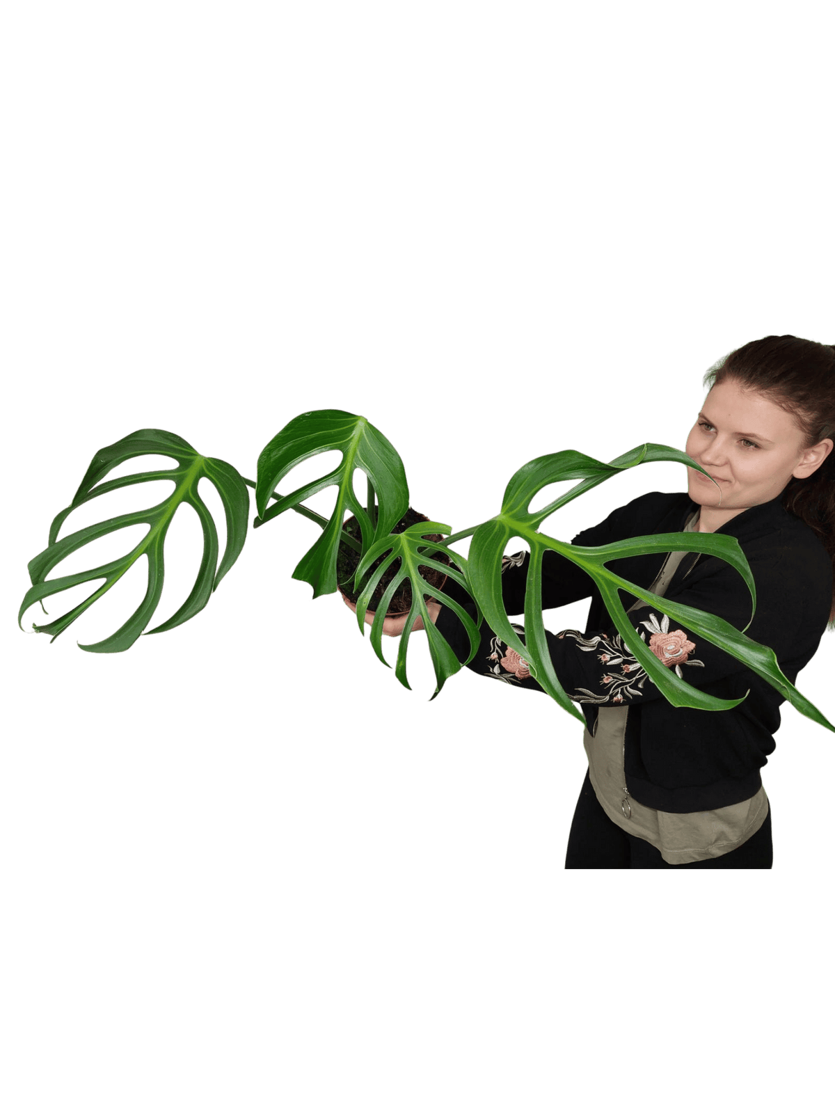 Monstera Burle Marx Flame Adult