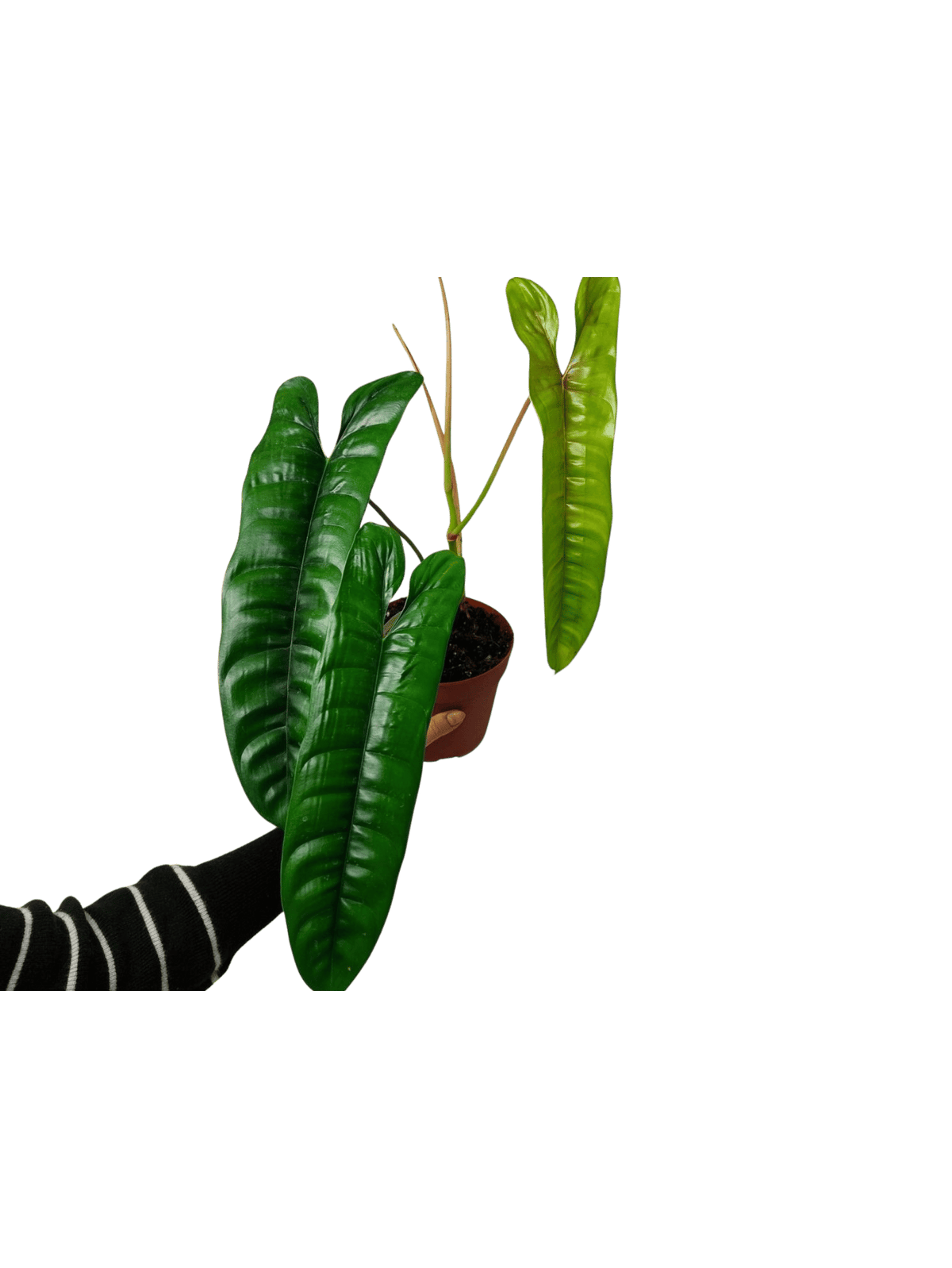Philodendron Felix