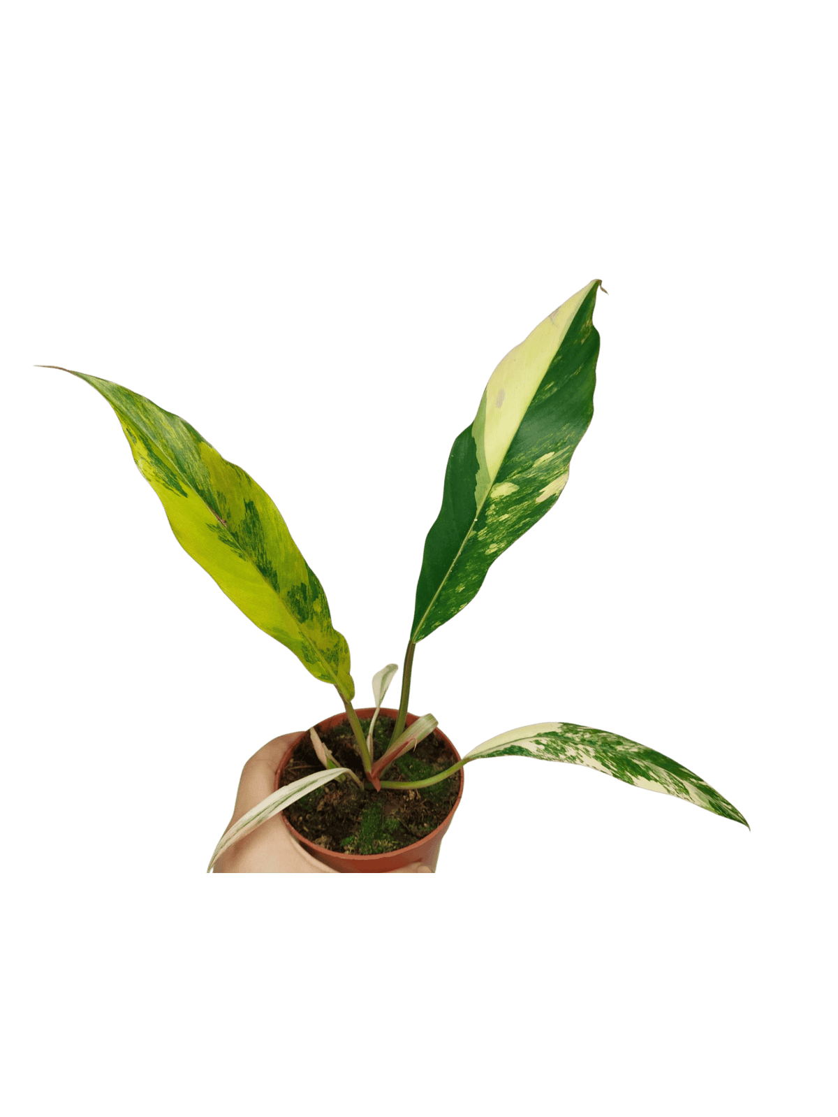 Philodendron Caramel Marble Variegata