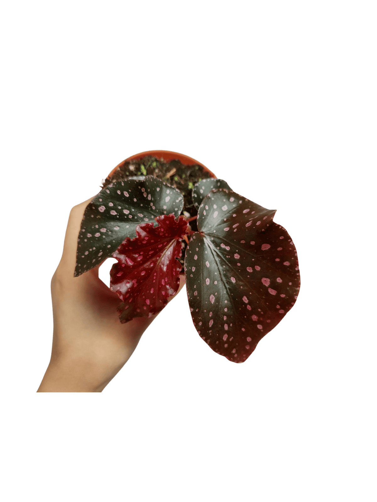 Begonia NoId