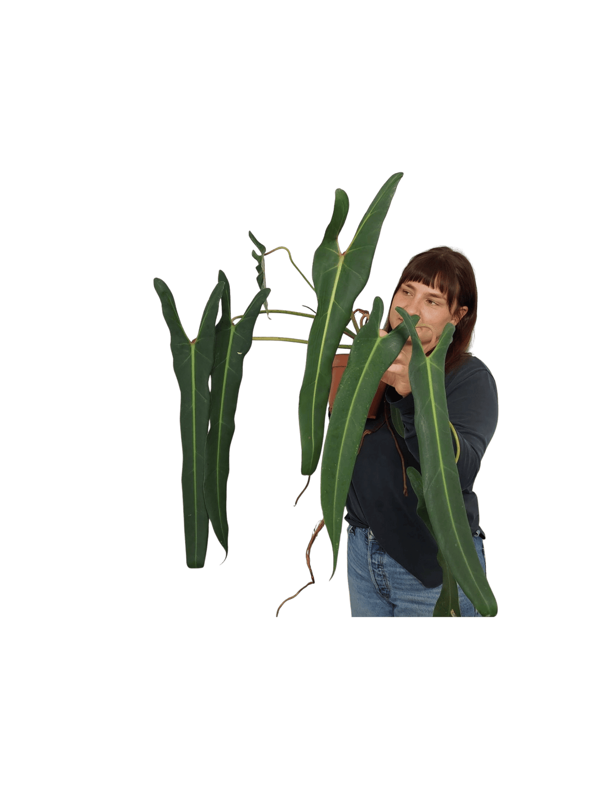 Philodendron Spiritus Sancti XXL