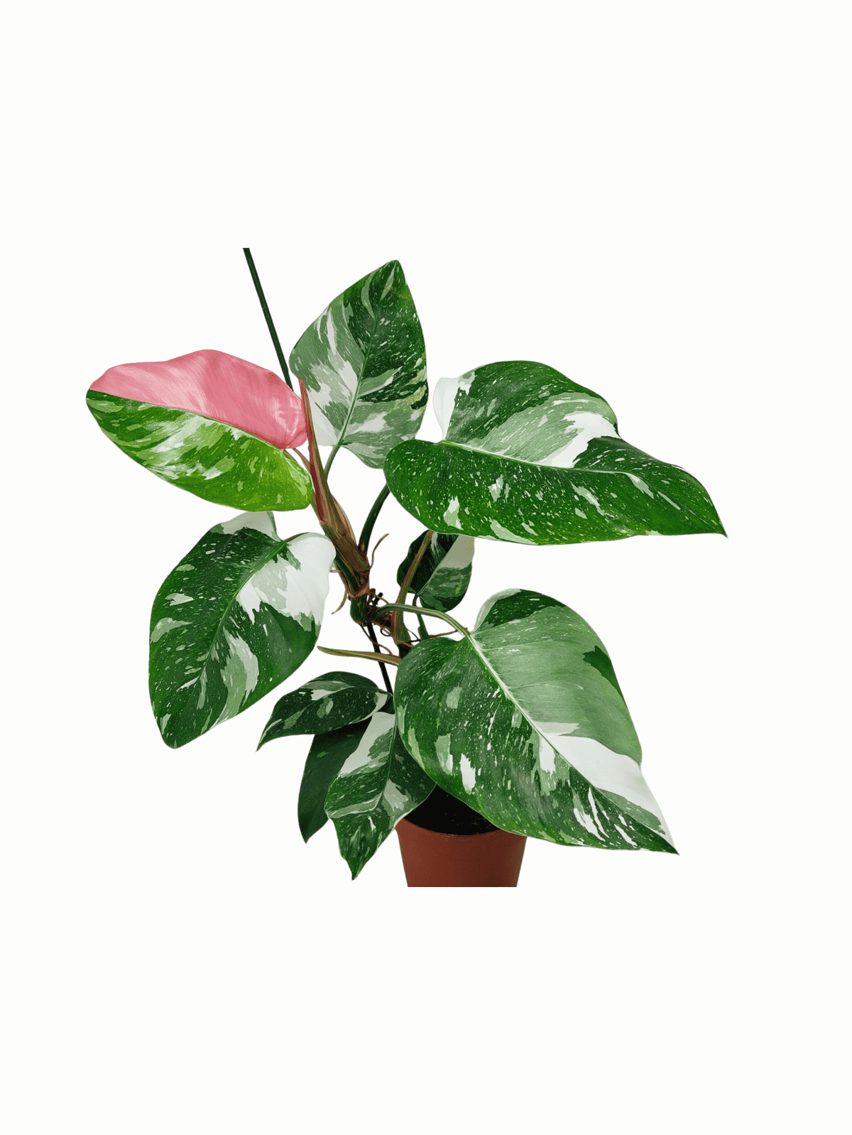Philodendron White Princess Tricolor