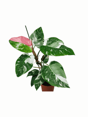 Philodendron White Princess Tricolor